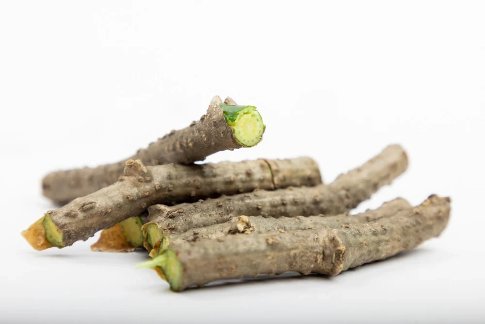 Giloy Benefits
