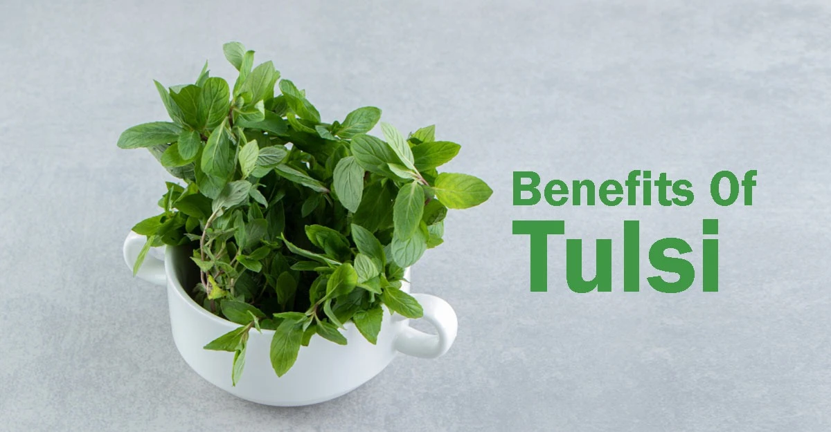Tulsi Benefits
